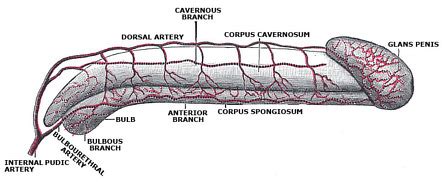 huge glans|Glans Penis Function, Pictures & Definition .